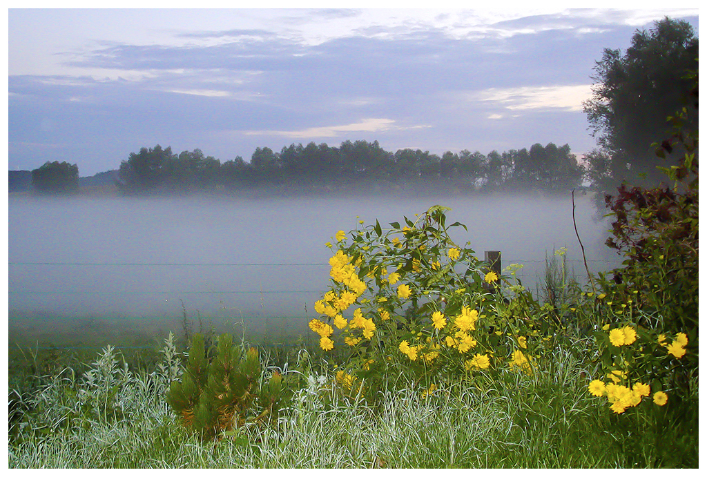 Nebel + Blumen