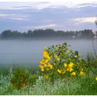 Nebel + Blumen