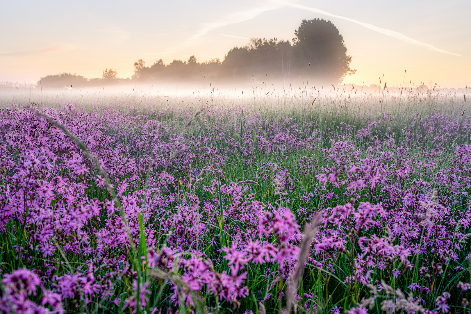 Nebel Blumen