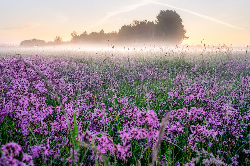 Nebel Blumen