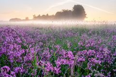 Nebel Blumen