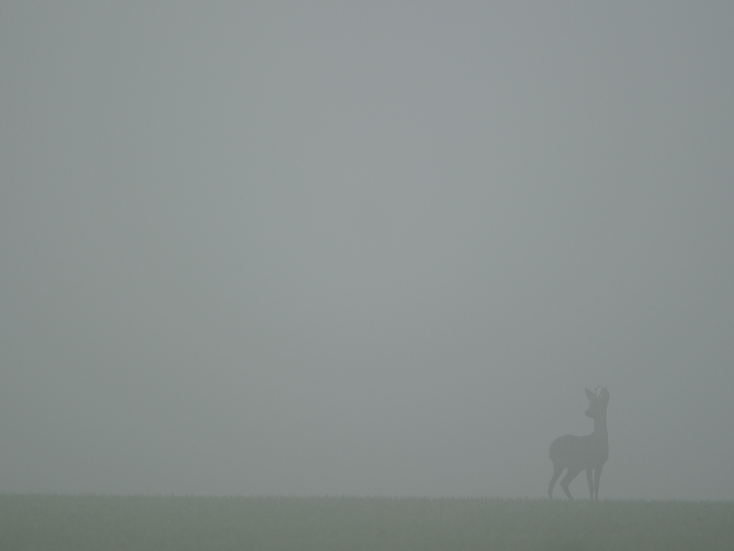 Nebel-Bock