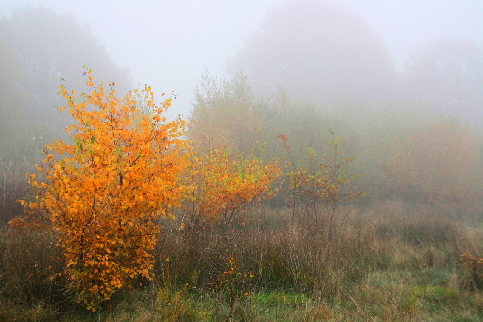 Nebel