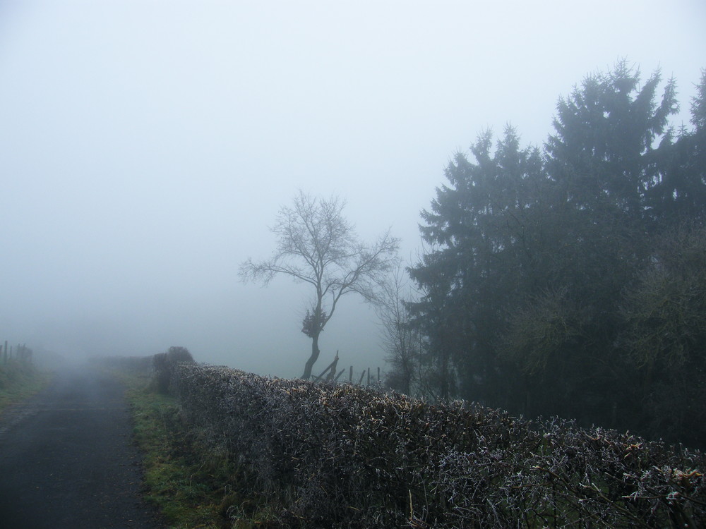 Nebel