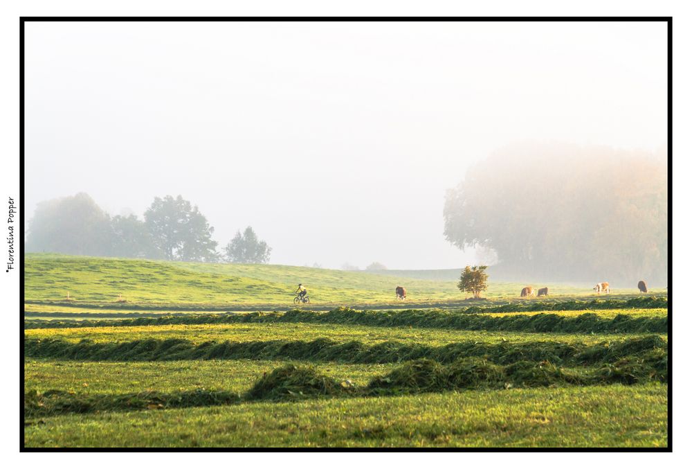 Nebel.. der Herbst ist da..