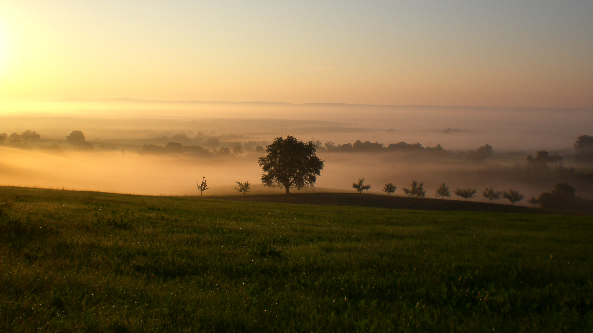 Nebel der in der Natur liegt