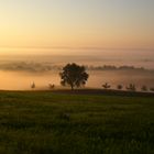 Nebel der in der Natur liegt