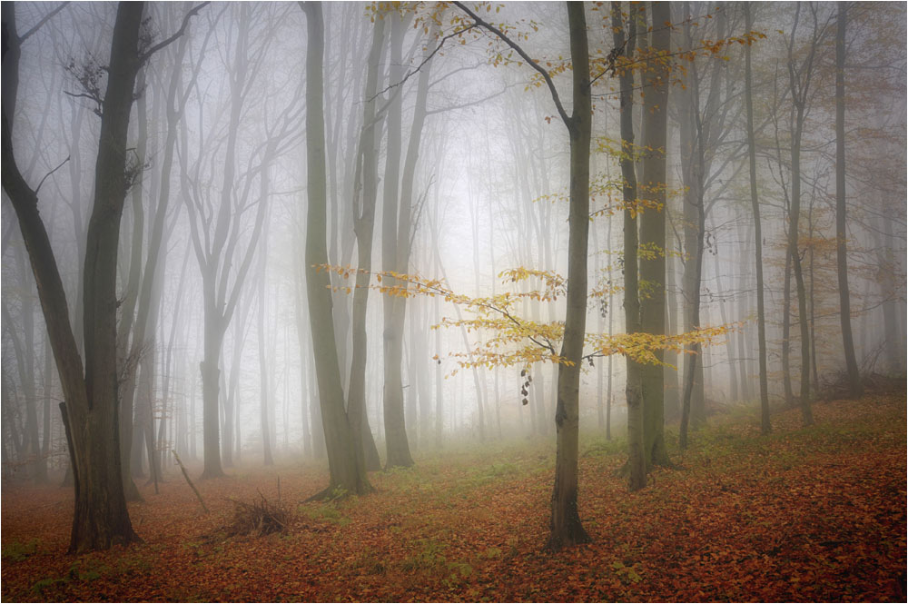 Nebel - der natürliche Weichzeichner