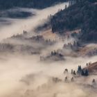 Nebel des Waldes