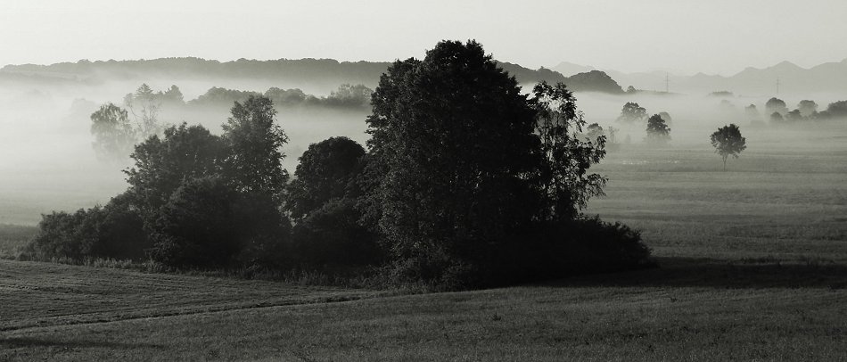 Nebel - die Natur steht auf