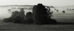 Nebel - die Natur steht auf