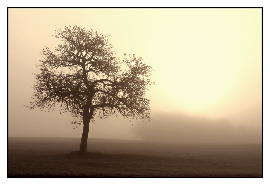 Nebel - die Sonne kommt durch