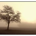 Nebel - die Sonne kommt durch