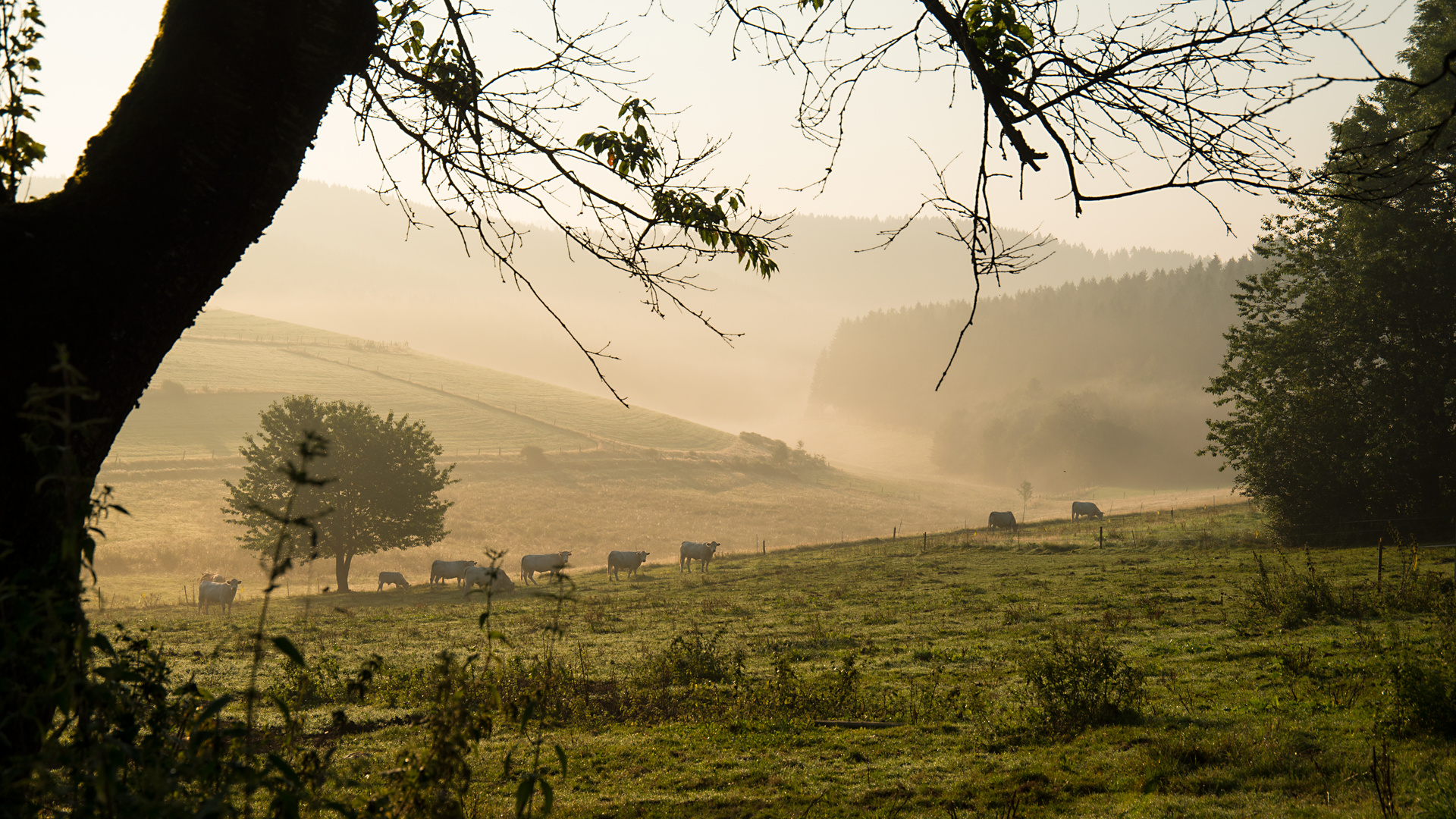 Nebel, die Vorboten des Herbstes.....