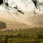 Nebel, die Vorboten des Herbstes.....