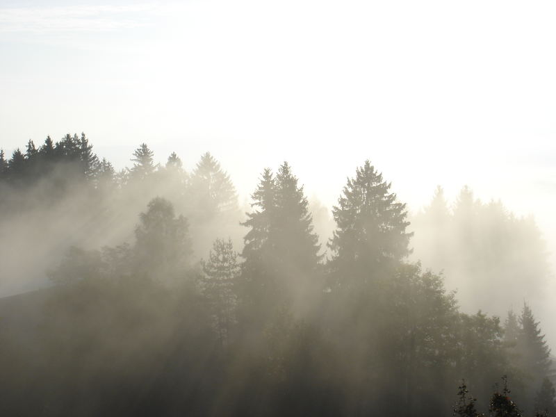 Nebel durch die Bäume