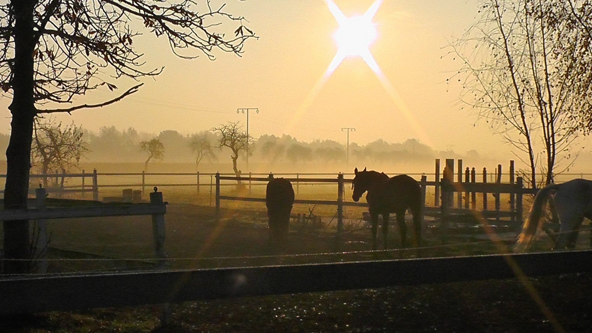 Nebel