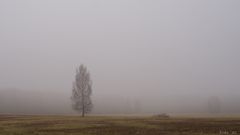 Nebel