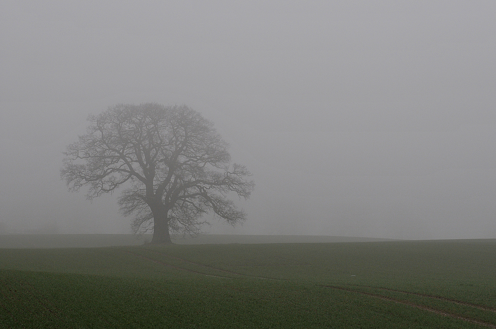 Nebel – Eiche 01