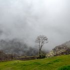 Nebel