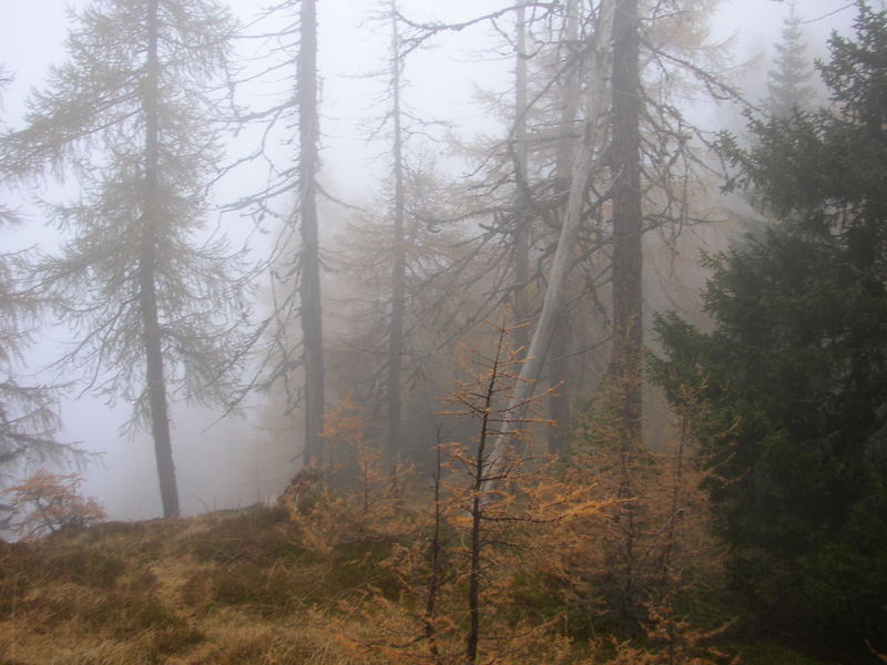 nebel