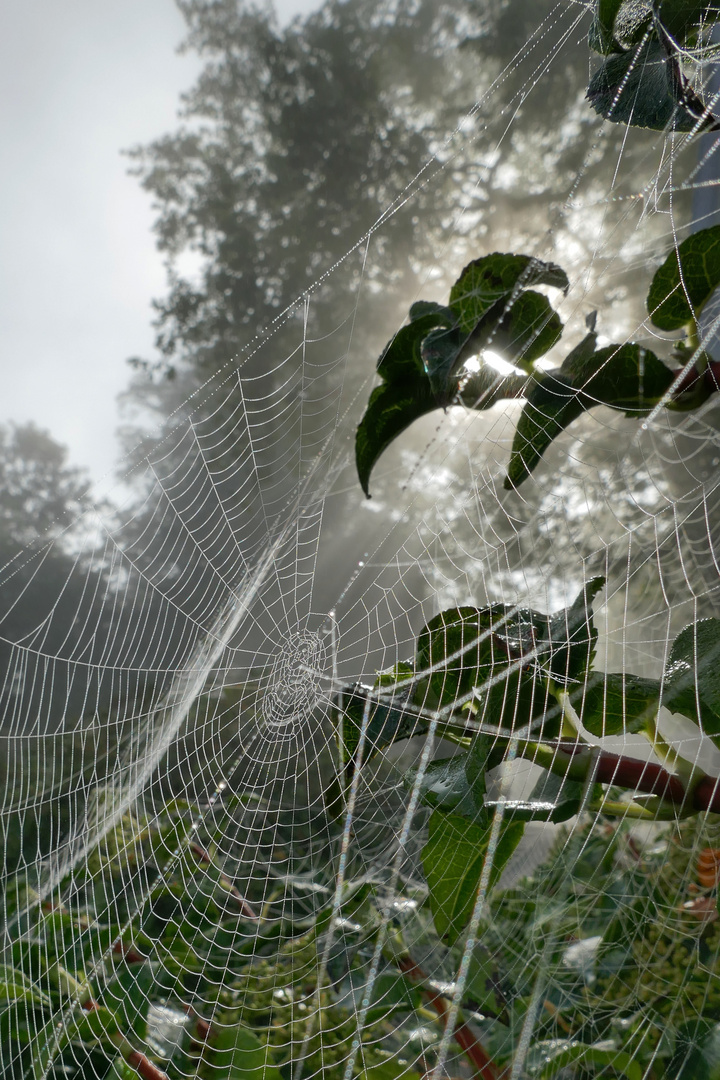 Nebel gefangen