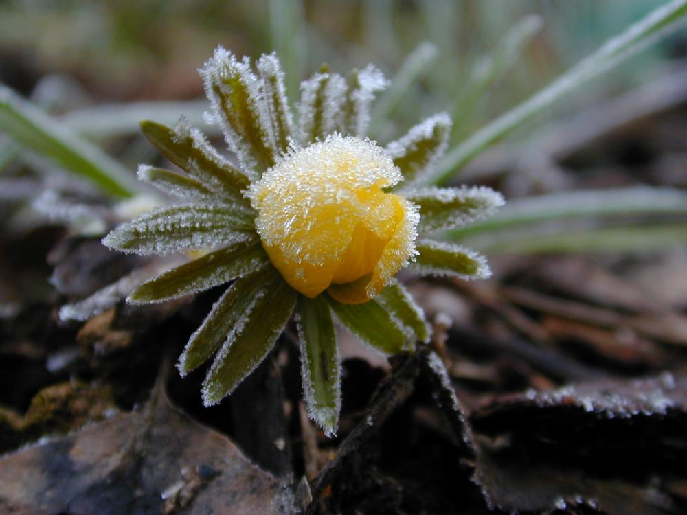 Nebel, gefroren auf einer Blüte des Winterlings