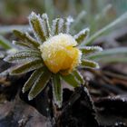 Nebel, gefroren auf einer Blüte des Winterlings