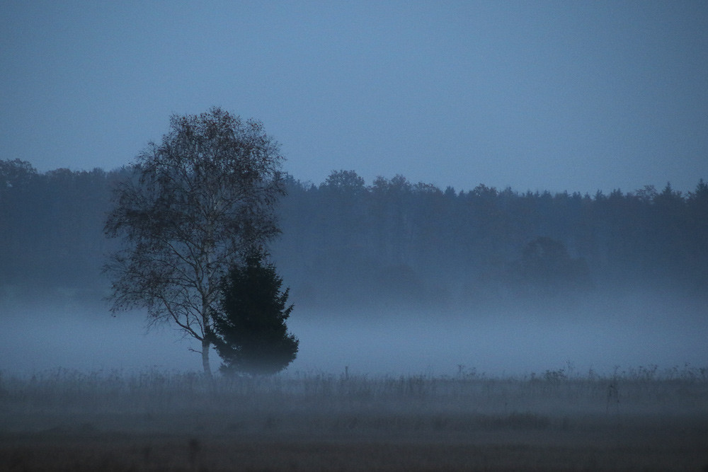 Nebel gegen Abend