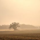 Nebel gegen Sonne