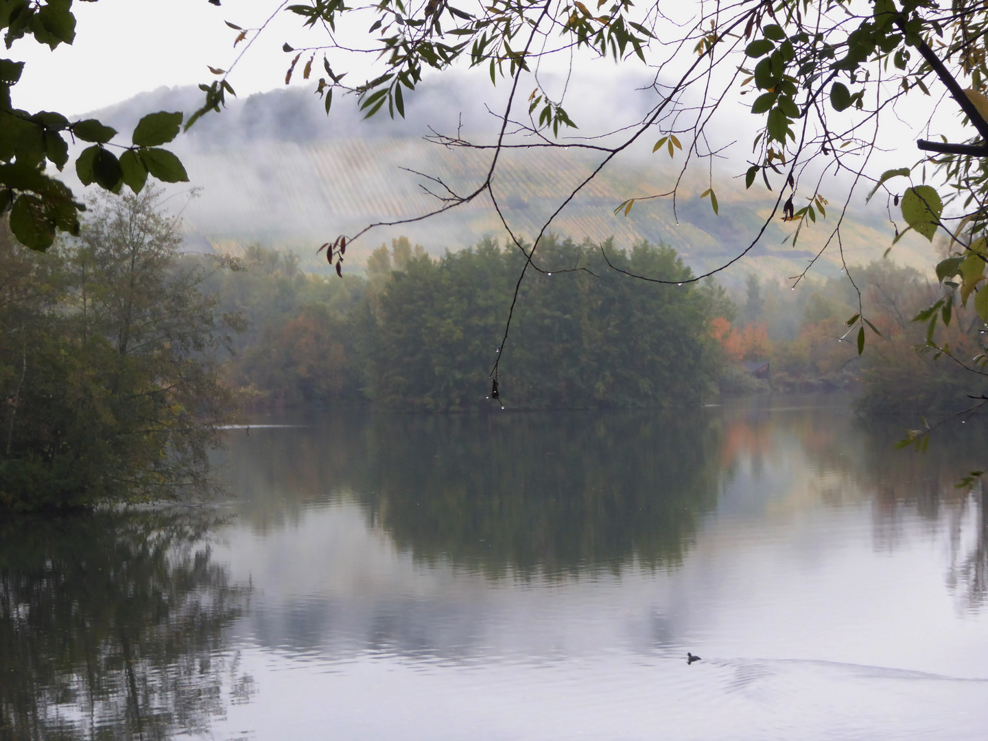 Nebel hat den Wald verschlungen...