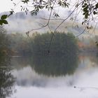 Nebel hat den Wald verschlungen...