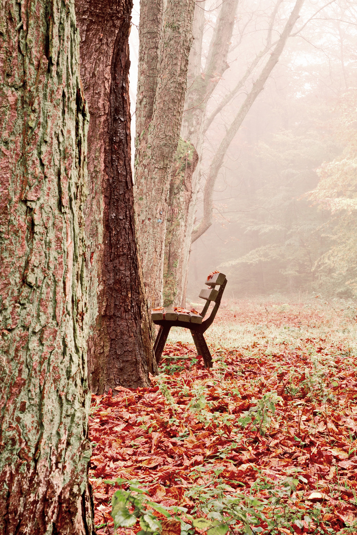 Nebel Herbst Ruhe