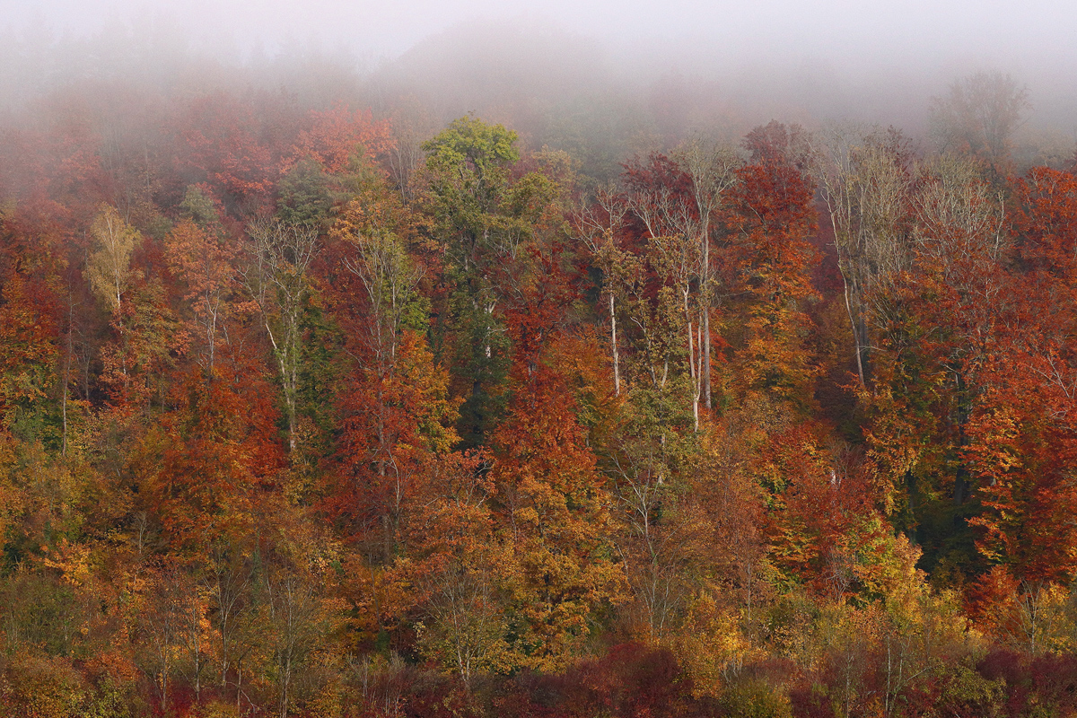 Nebel / Herbstwald