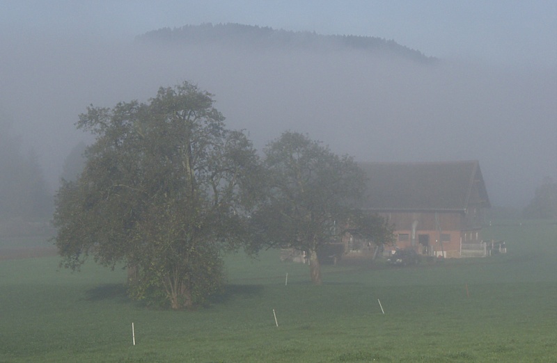 Nebel-Hof