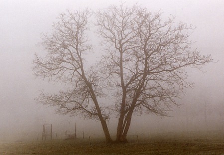 Nebel II