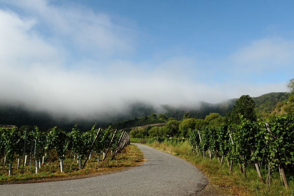 Nebel im Ahrtal