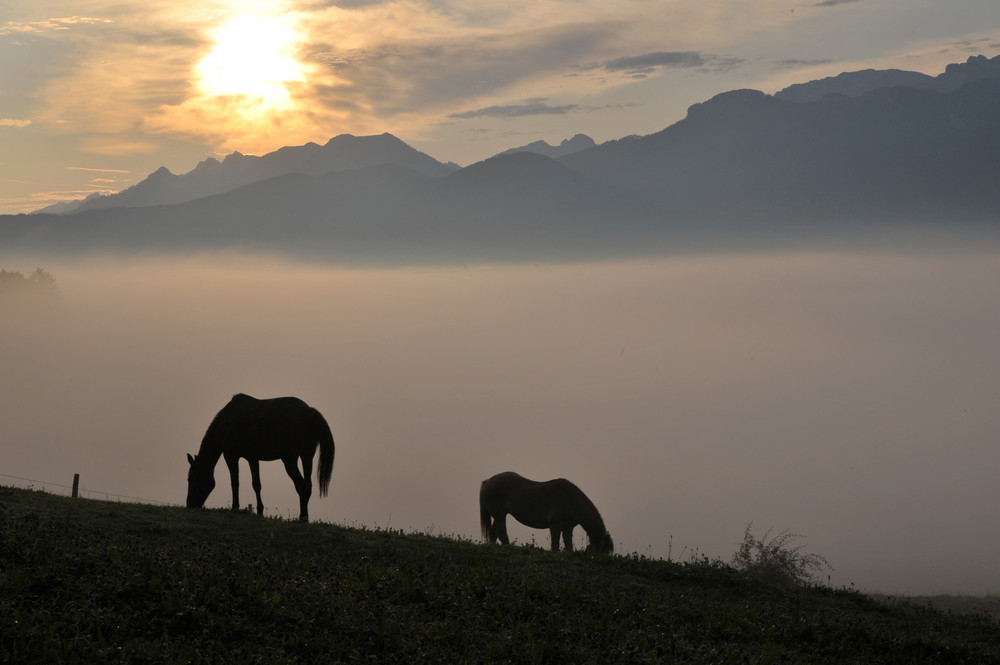 Nebel im Allgäu