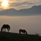 Nebel im Allgäu