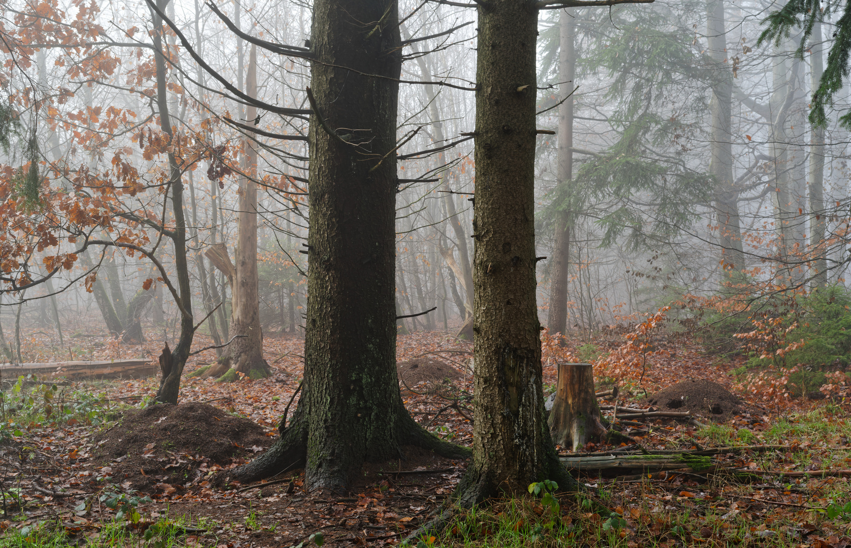 Nebel im Ameisenland