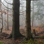 Nebel im Ameisenland