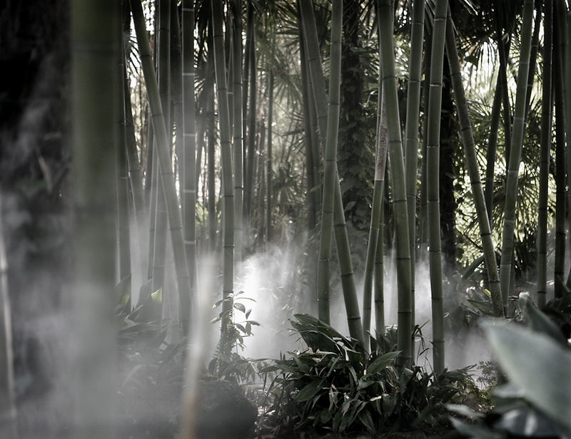 Nebel im Bambus - Garten von André Heller