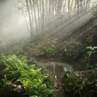 Nebel im Bambuswald