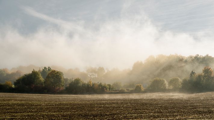 Nebel im Beckumer Feld