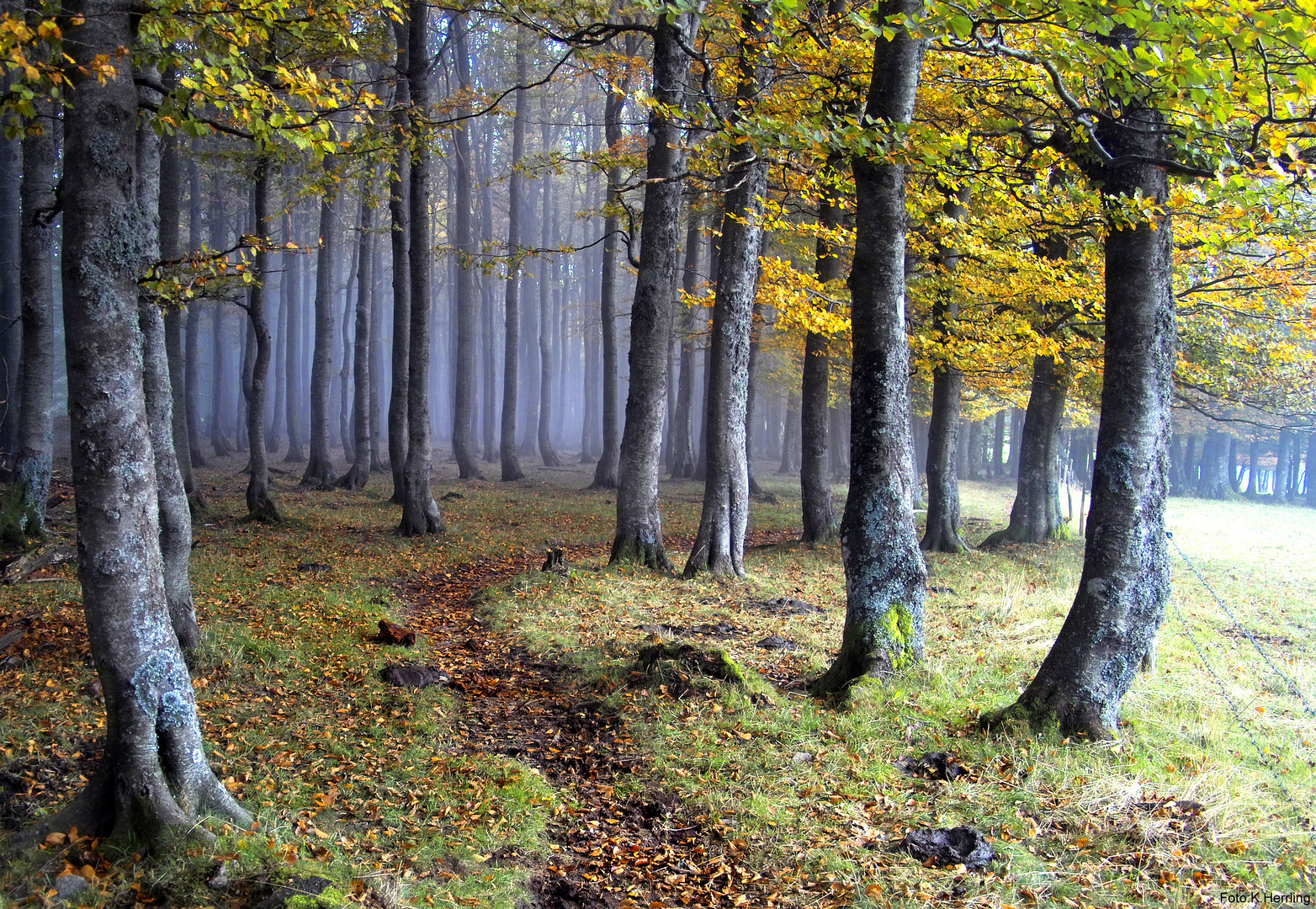 Nebel im Bergwald