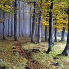 Nebel im Bergwald