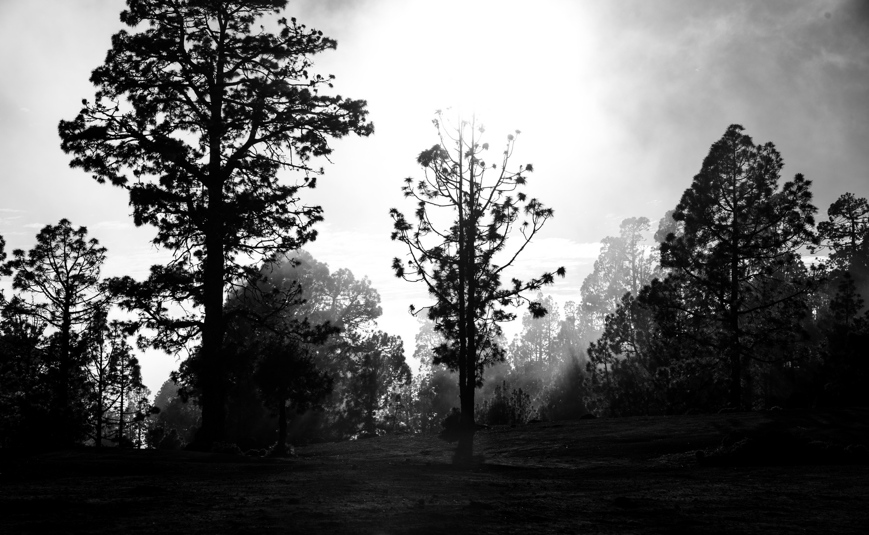 Nebel im Bergwald