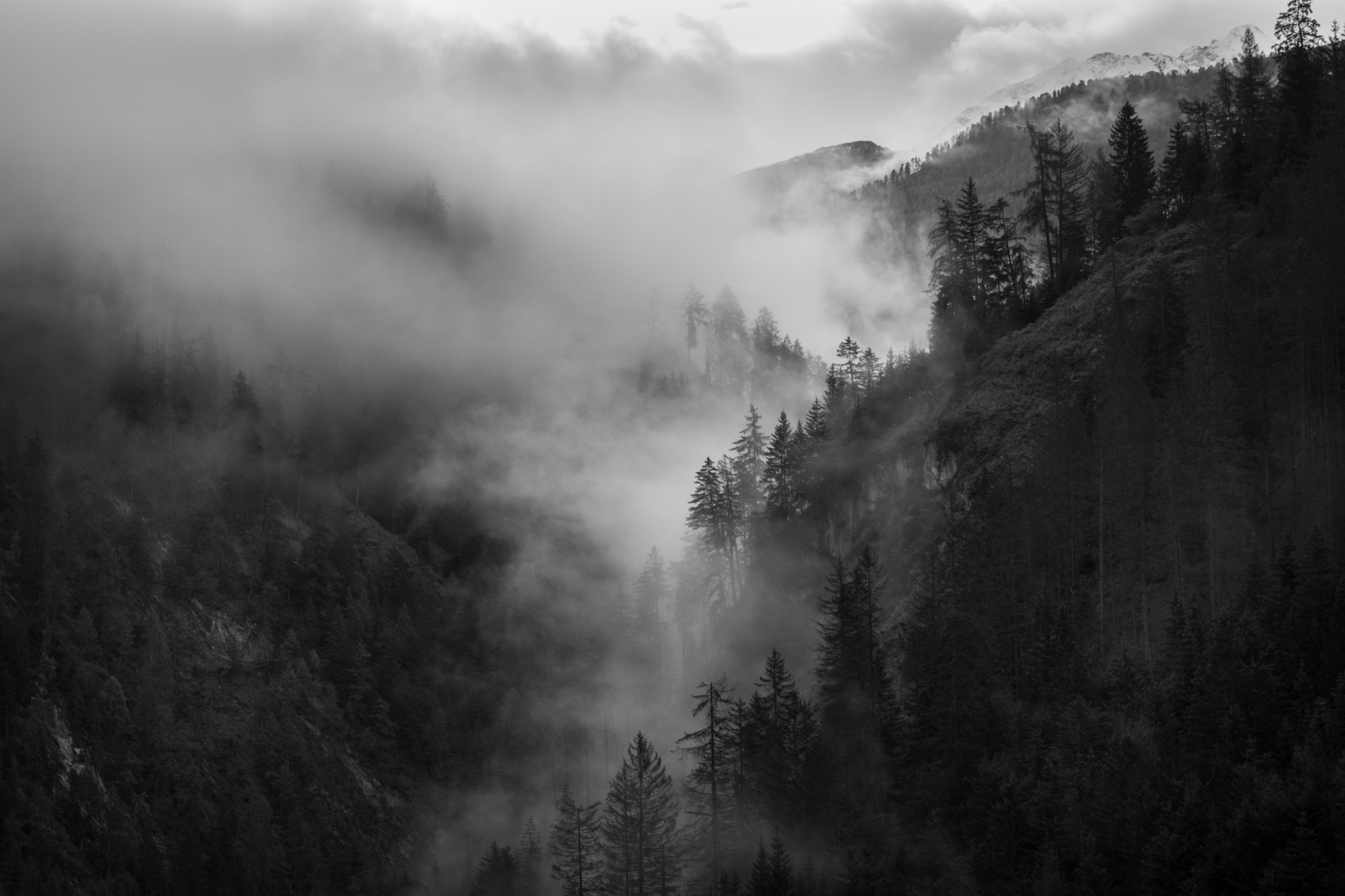 Nebel im Bergwald