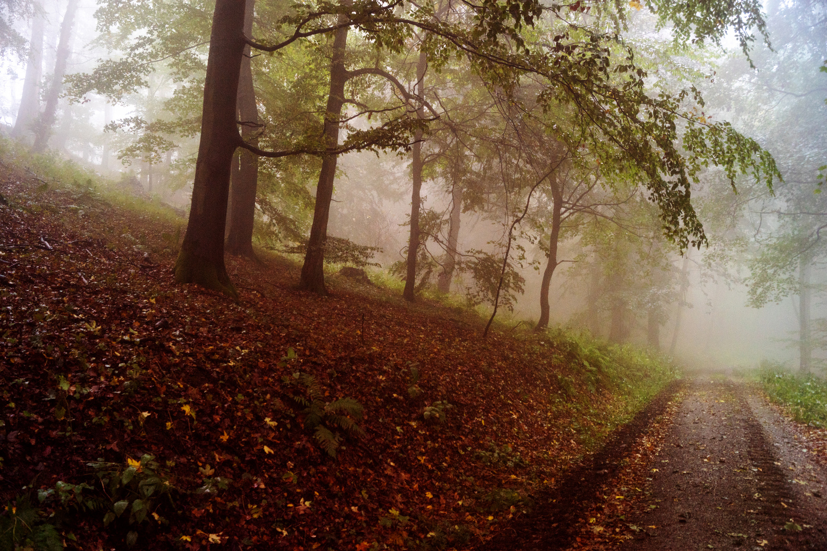 Nebel im Bergwald klein