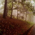 Nebel im Bergwald klein